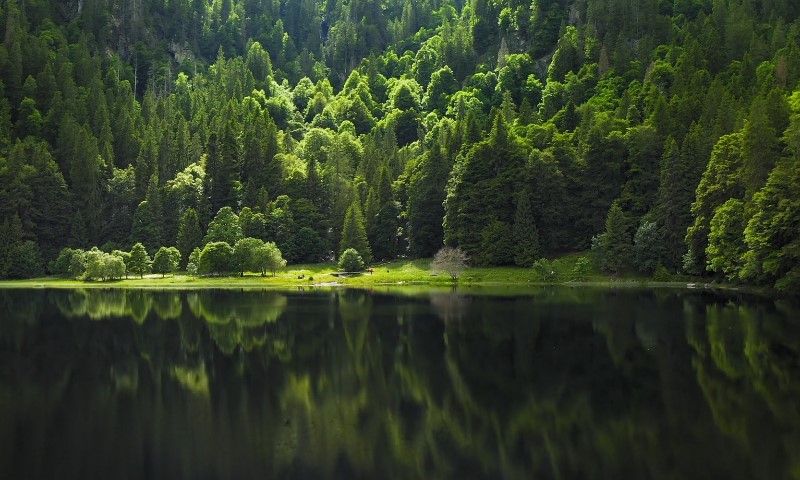 Jezero okruženo zelenim drvećem i šumom