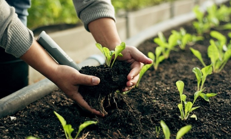 Osoba sa klicama vadi zeleno povrće iz zemlje